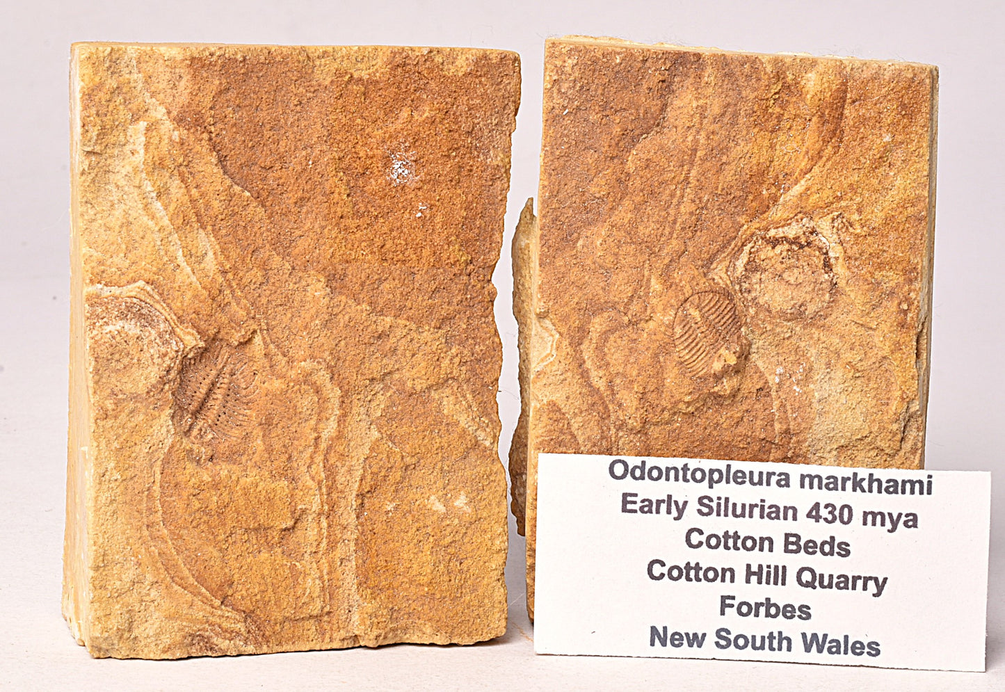 TRILOBITE FOSSIL PAIR , Odontopleura markhami. Forbes, NSW, Australia F387