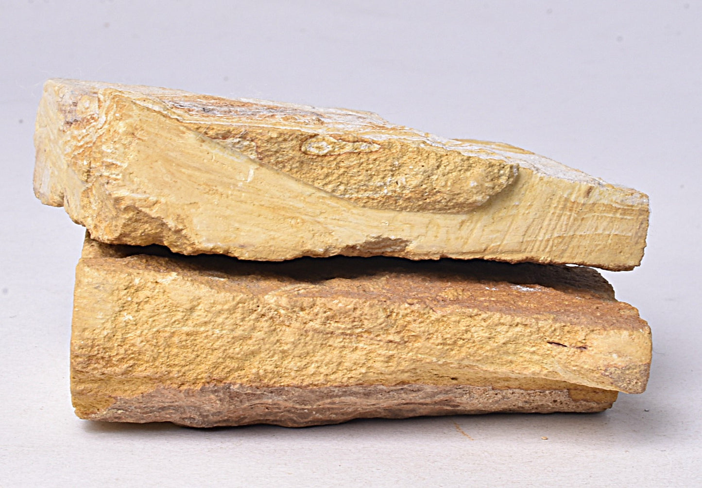 TRILOBITE FOSSIL PAIR , Odontopleura markhami. Forbes, NSW, Australia F387