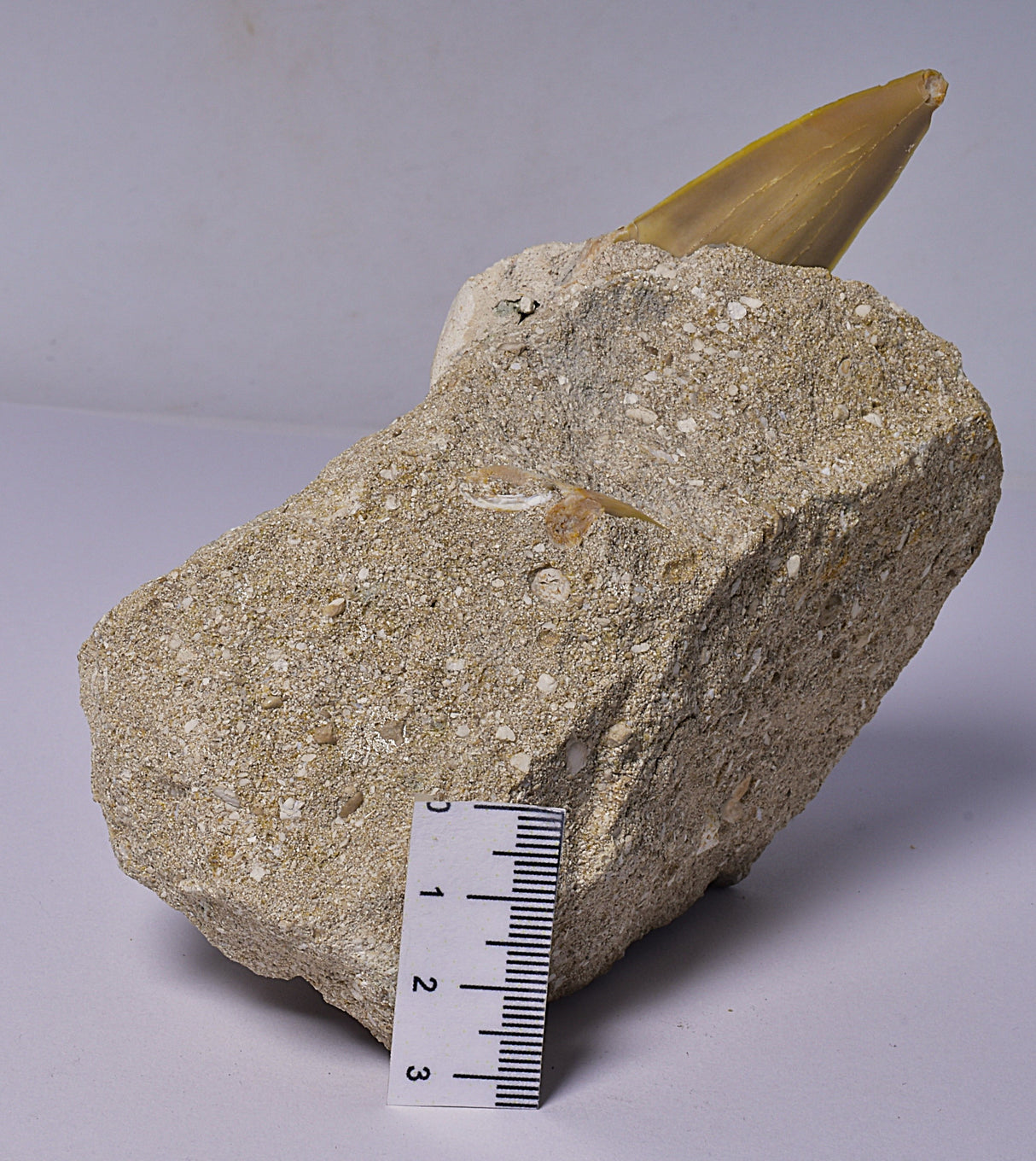 FOSSIL SHARK T00TH OTODUS OBLIQUS F1530