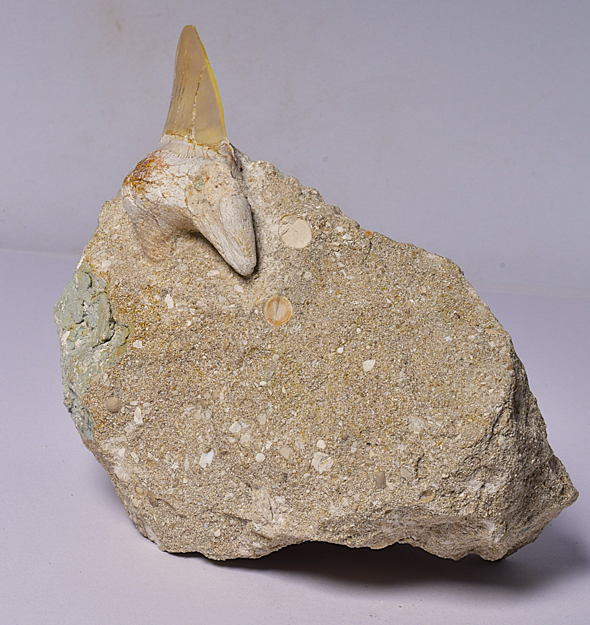FOSSIL SHARK T00TH OTODUS OBLIQUS F1530