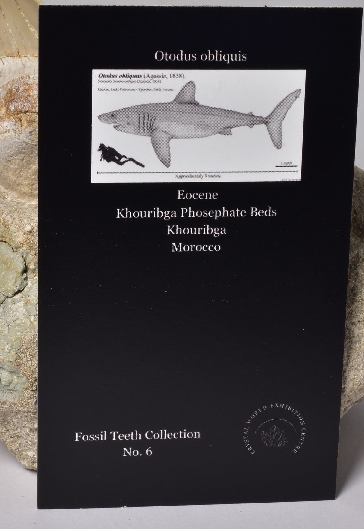 FOSSIL SHARK T00TH OTODUS OBLIQUS F1530