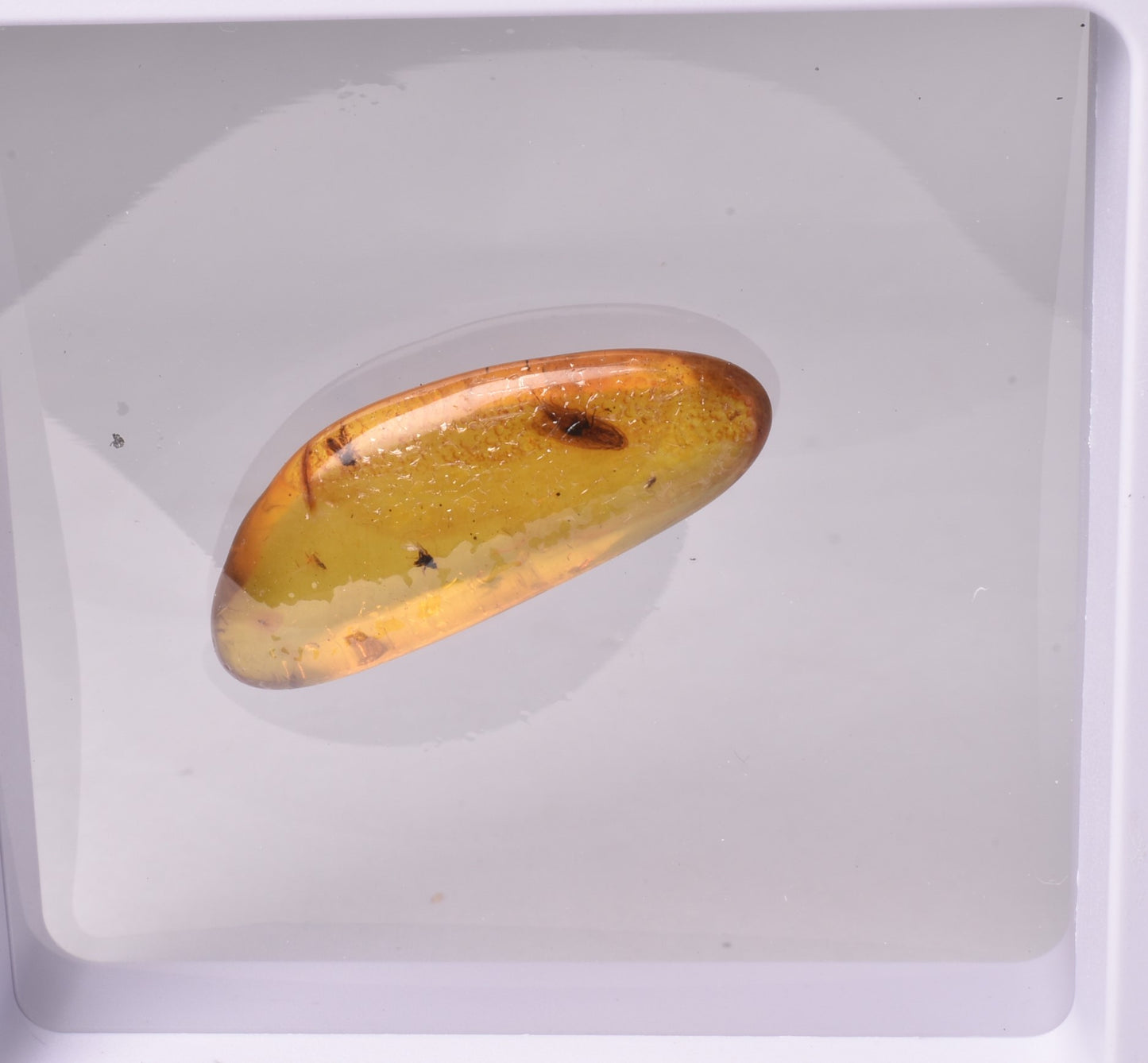 AMBER with INSECT, DOMINICAN REPUBLIC F463