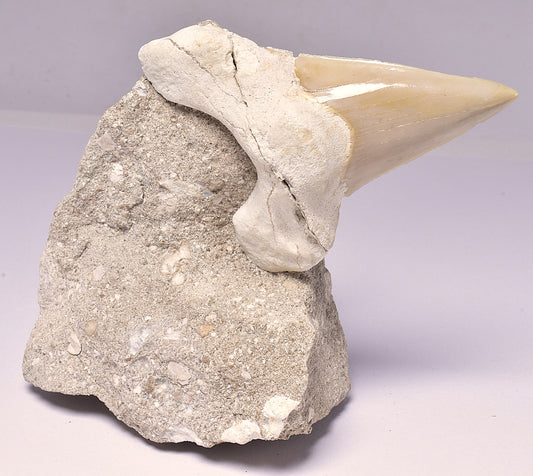 FOSSIL SHARK T00TH OTODUS OBLIQUS F1531