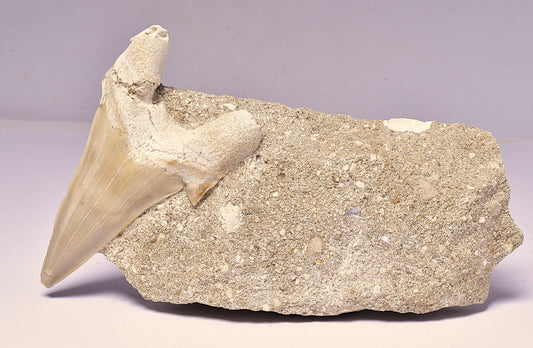 FOSSIL SHARK T00TH OTODUS OBLIQUS F1532