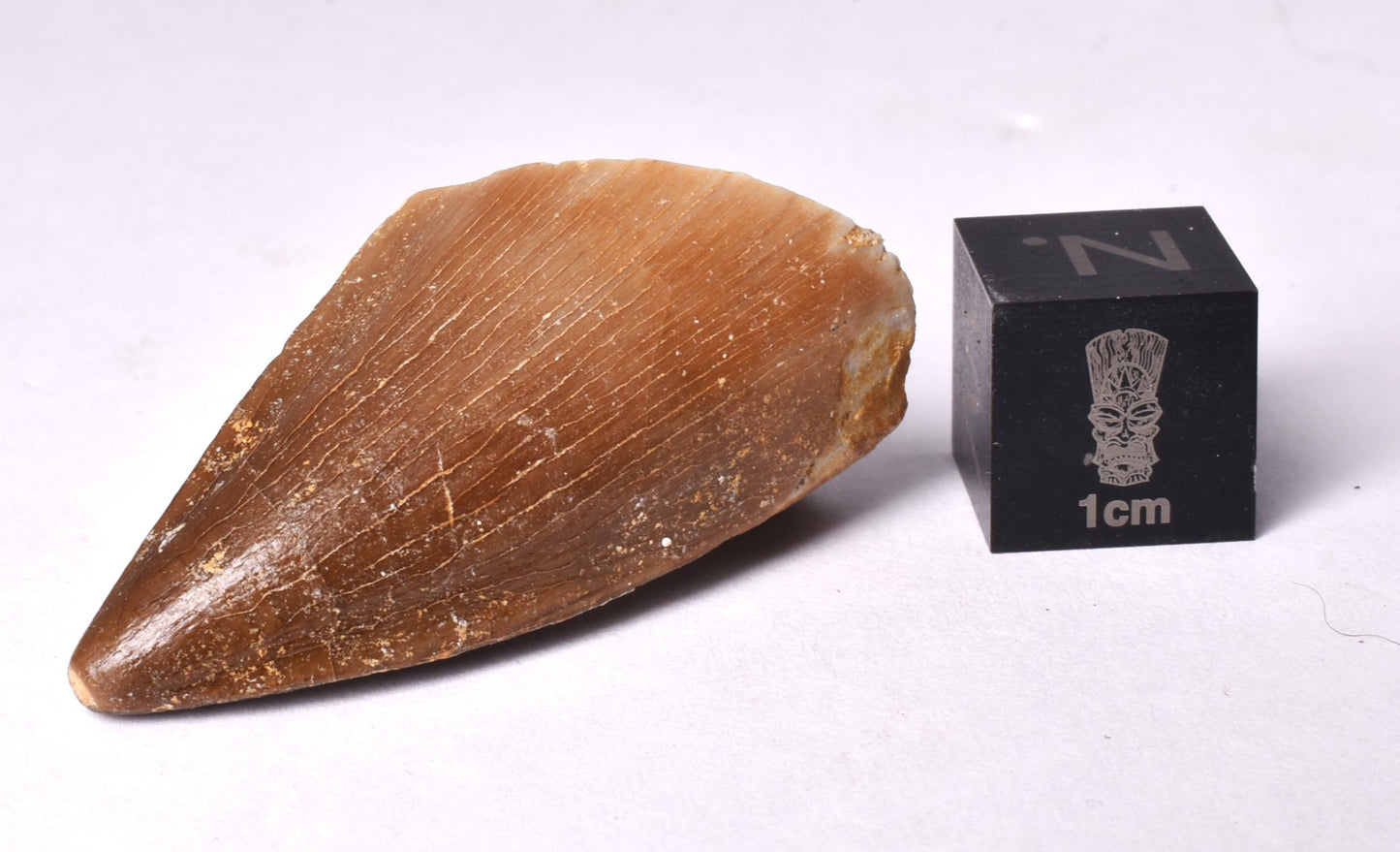 MOSASAURUS ANCEPS TOOTH FOSSIL, F466