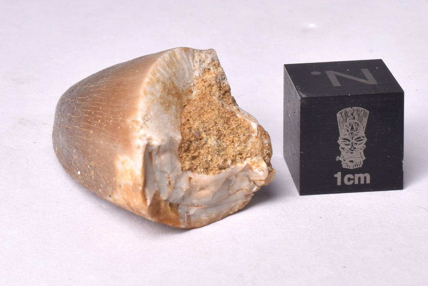 MOSASAURUS ANCEPS TOOTH FOSSIL, F466