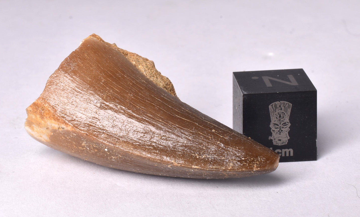 MOSASAURUS ANCEPS TOOTH FOSSIL, F466