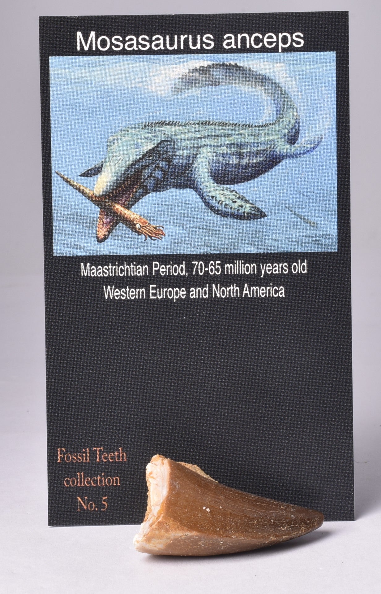 MOSASAURUS ANCEPS TOOTH FOSSIL, F466