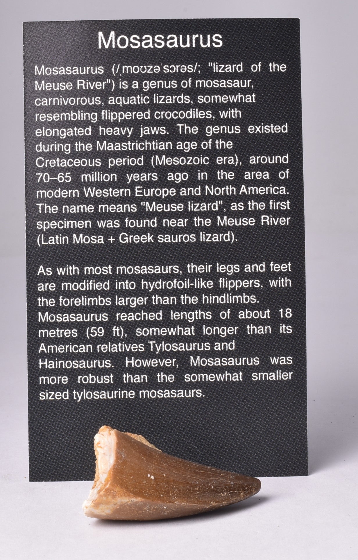 MOSASAURUS ANCEPS TOOTH FOSSIL, F466