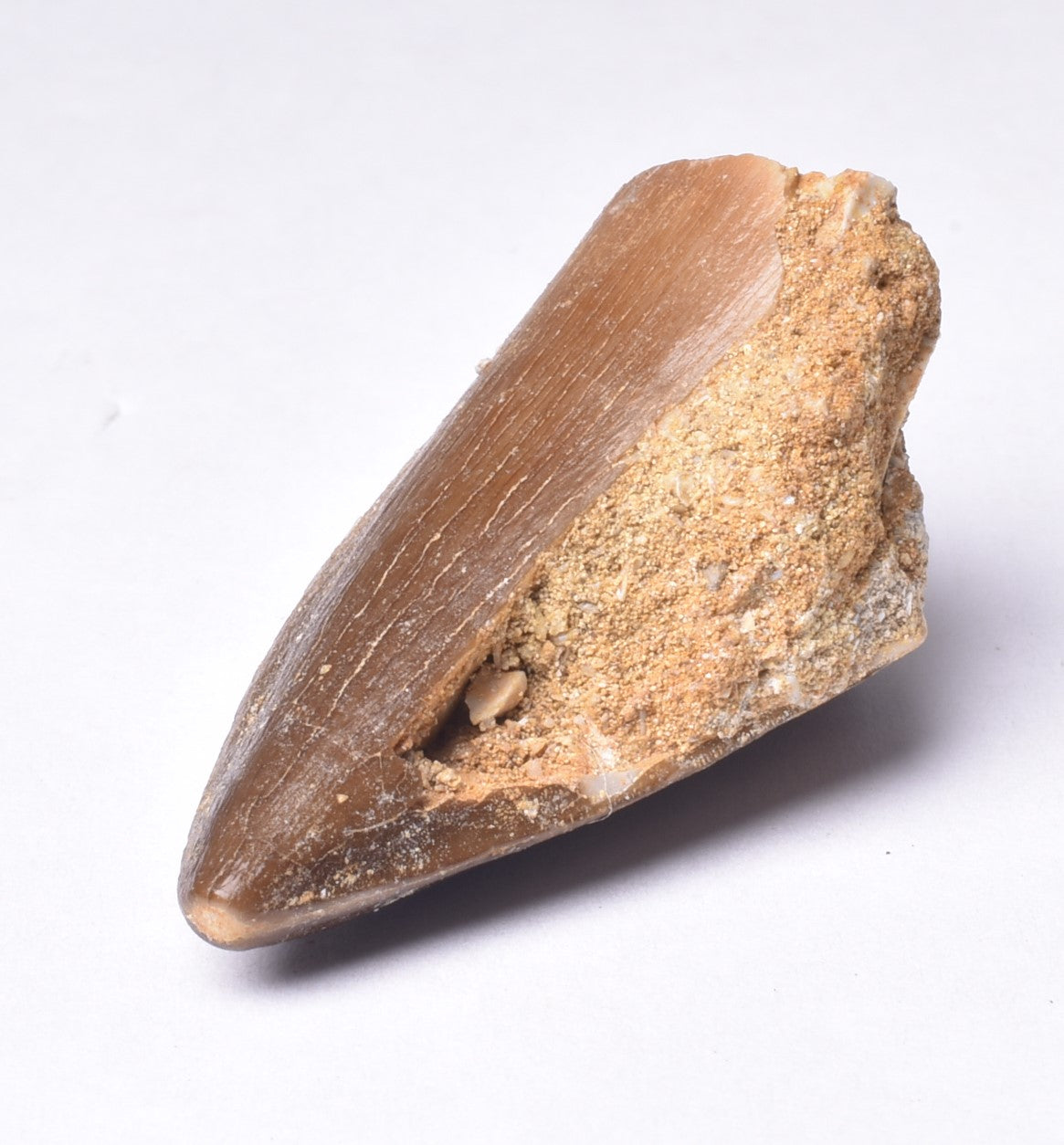 MOSASAURUS ANCEPS TOOTH FOSSIL, F466