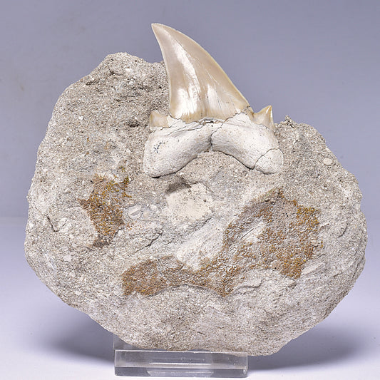 FOSSIL SHARK T00TH OTODUS OBLIQUS F1536