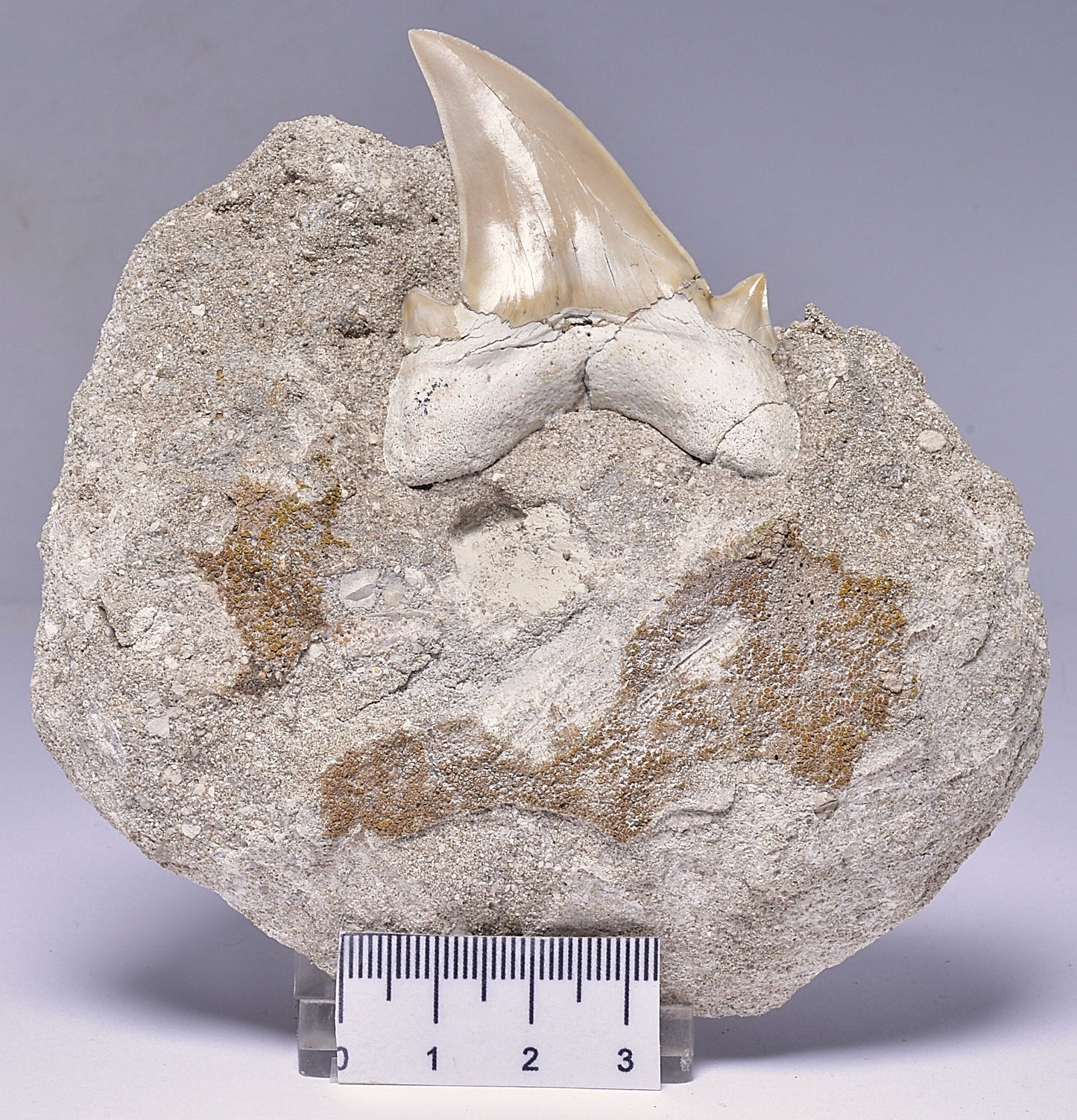 FOSSIL SHARK T00TH OTODUS OBLIQUS F1536