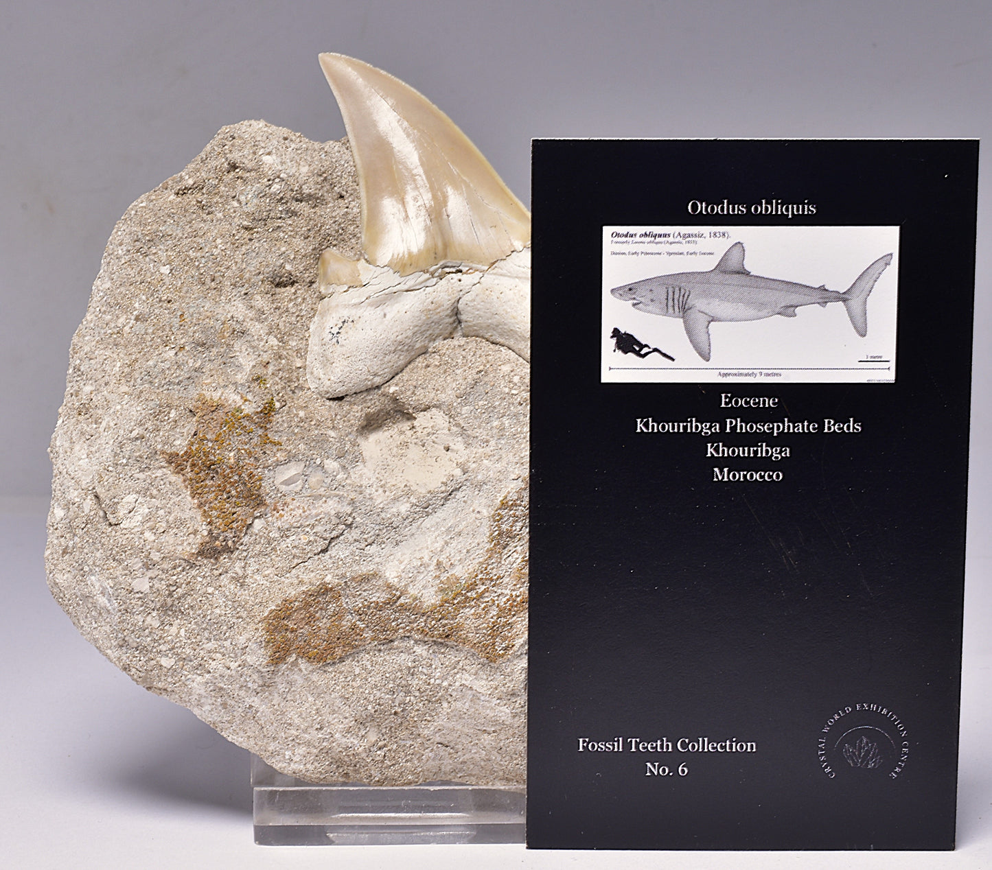 FOSSIL SHARK T00TH OTODUS OBLIQUS F1536