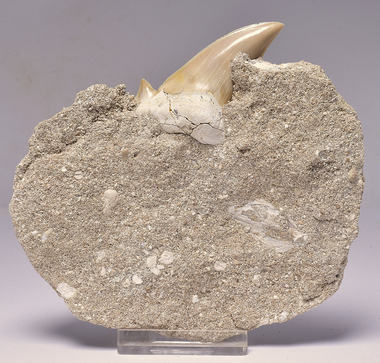 FOSSIL SHARK T00TH OTODUS OBLIQUS F1536