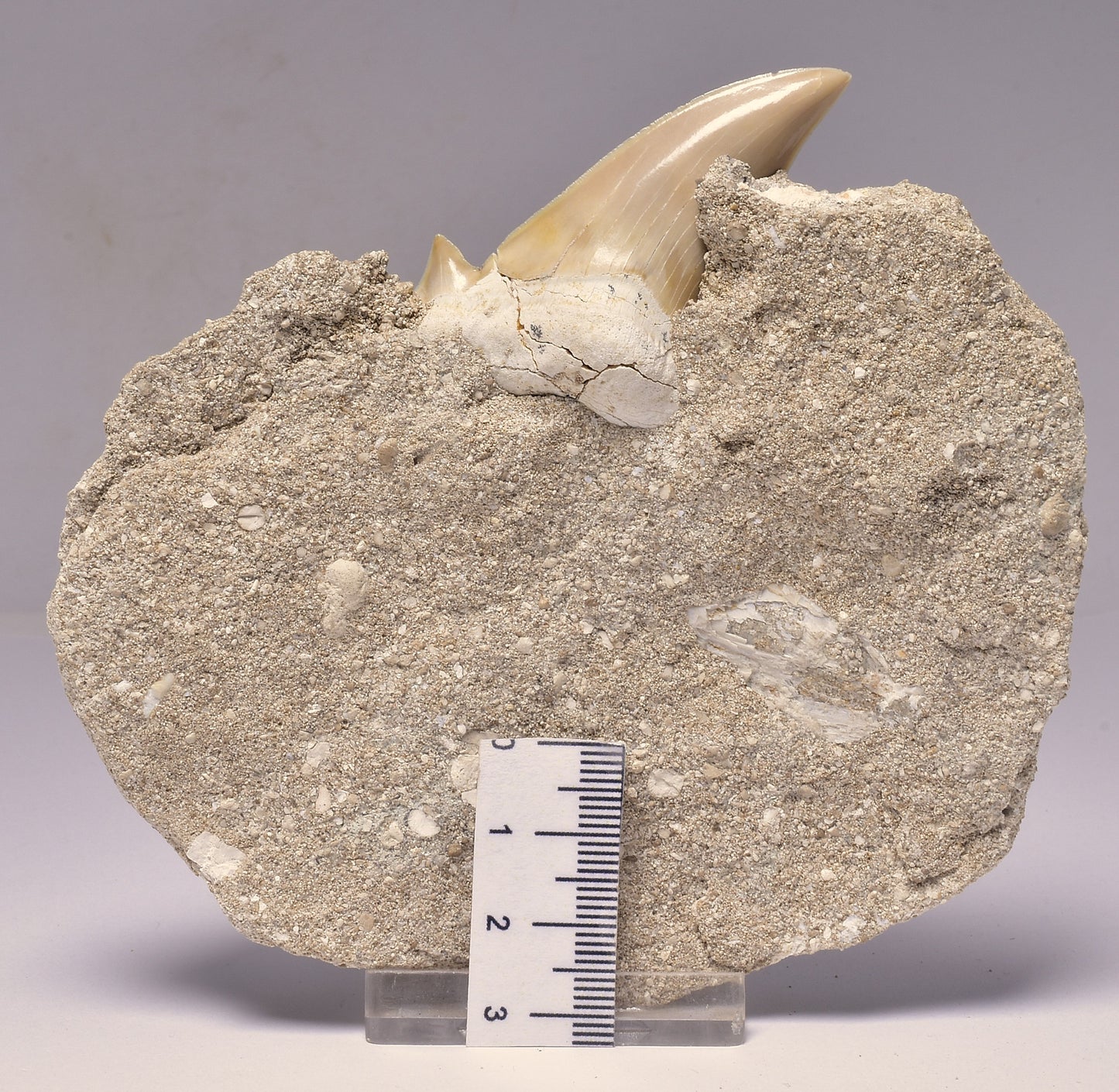 FOSSIL SHARK T00TH OTODUS OBLIQUS F1536