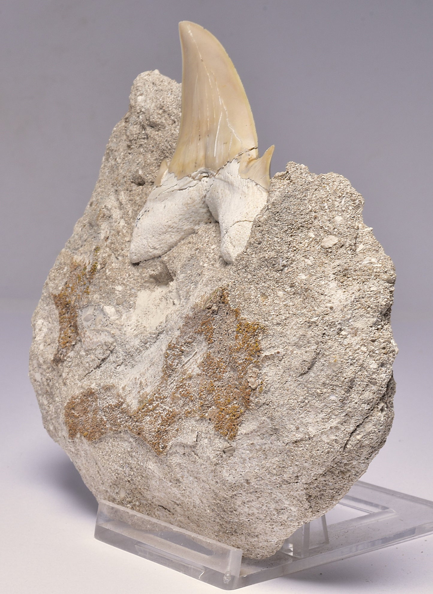 FOSSIL SHARK T00TH OTODUS OBLIQUS F1536