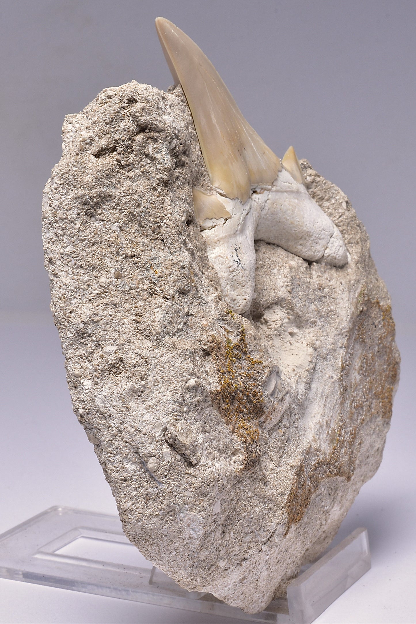 FOSSIL SHARK T00TH OTODUS OBLIQUS F1536