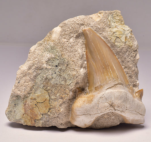 FOSSIL SHARK T00TH OTODUS OBLIQUS F1539