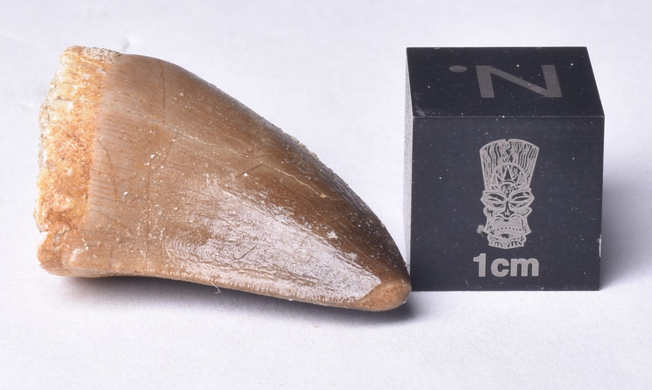 MOSASAURUS ANCEPS TOOTH FOSSIL, F471