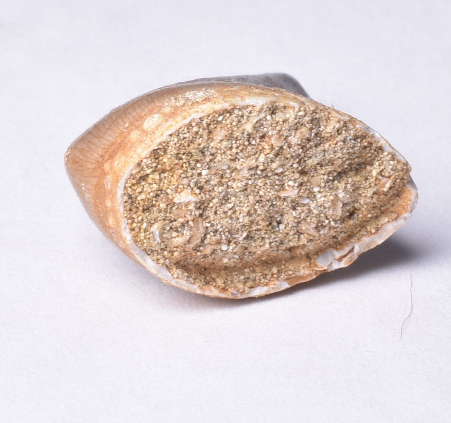 MOSASAURUS ANCEPS TOOTH FOSSIL, F471