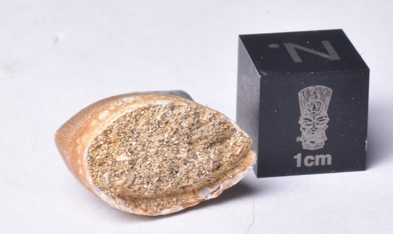 MOSASAURUS ANCEPS TOOTH FOSSIL, F471