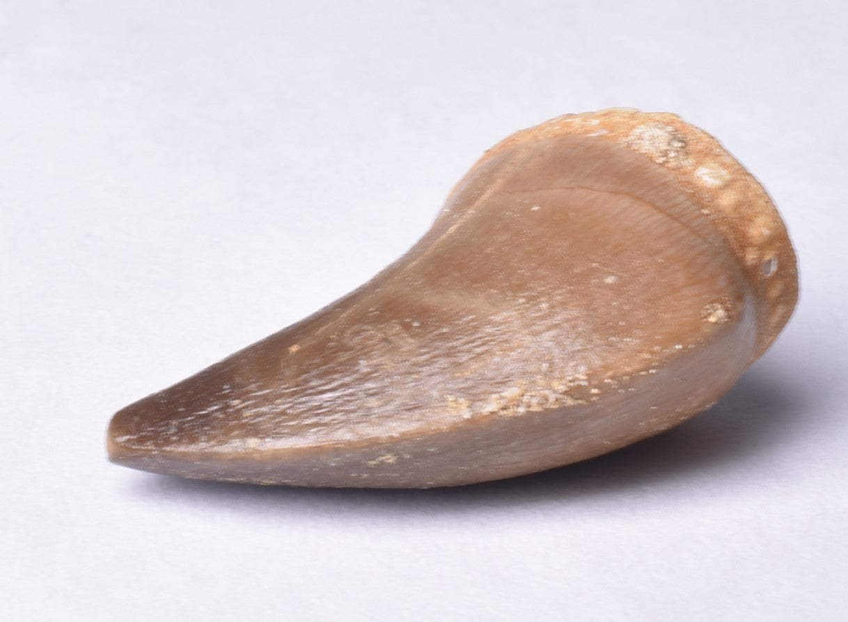 MOSASAURUS ANCEPS TOOTH FOSSIL, F471