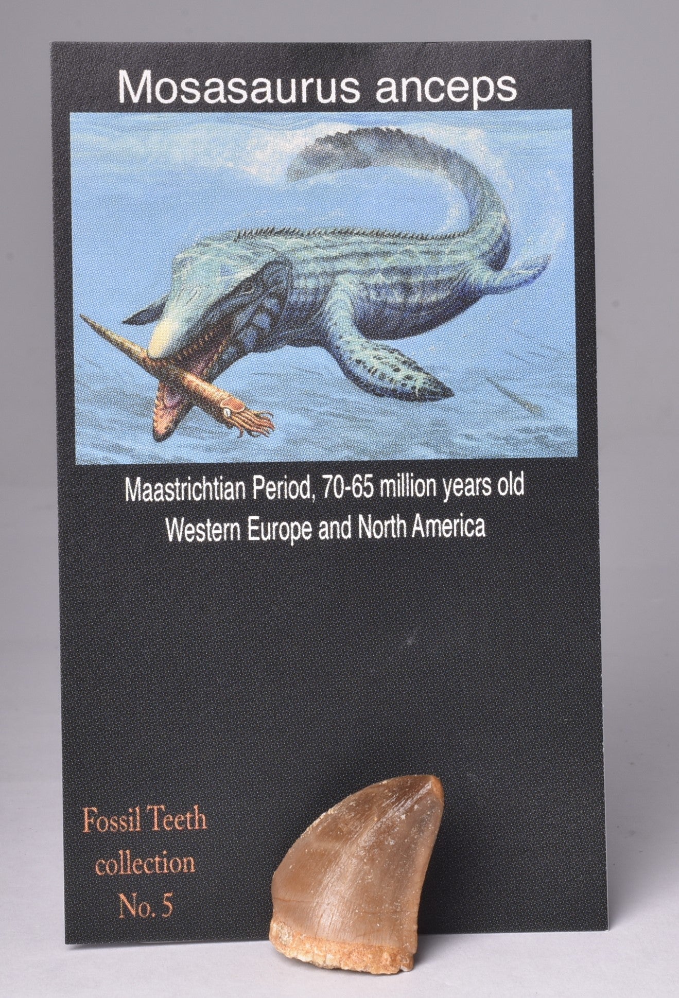 MOSASAURUS ANCEPS TOOTH FOSSIL, F471