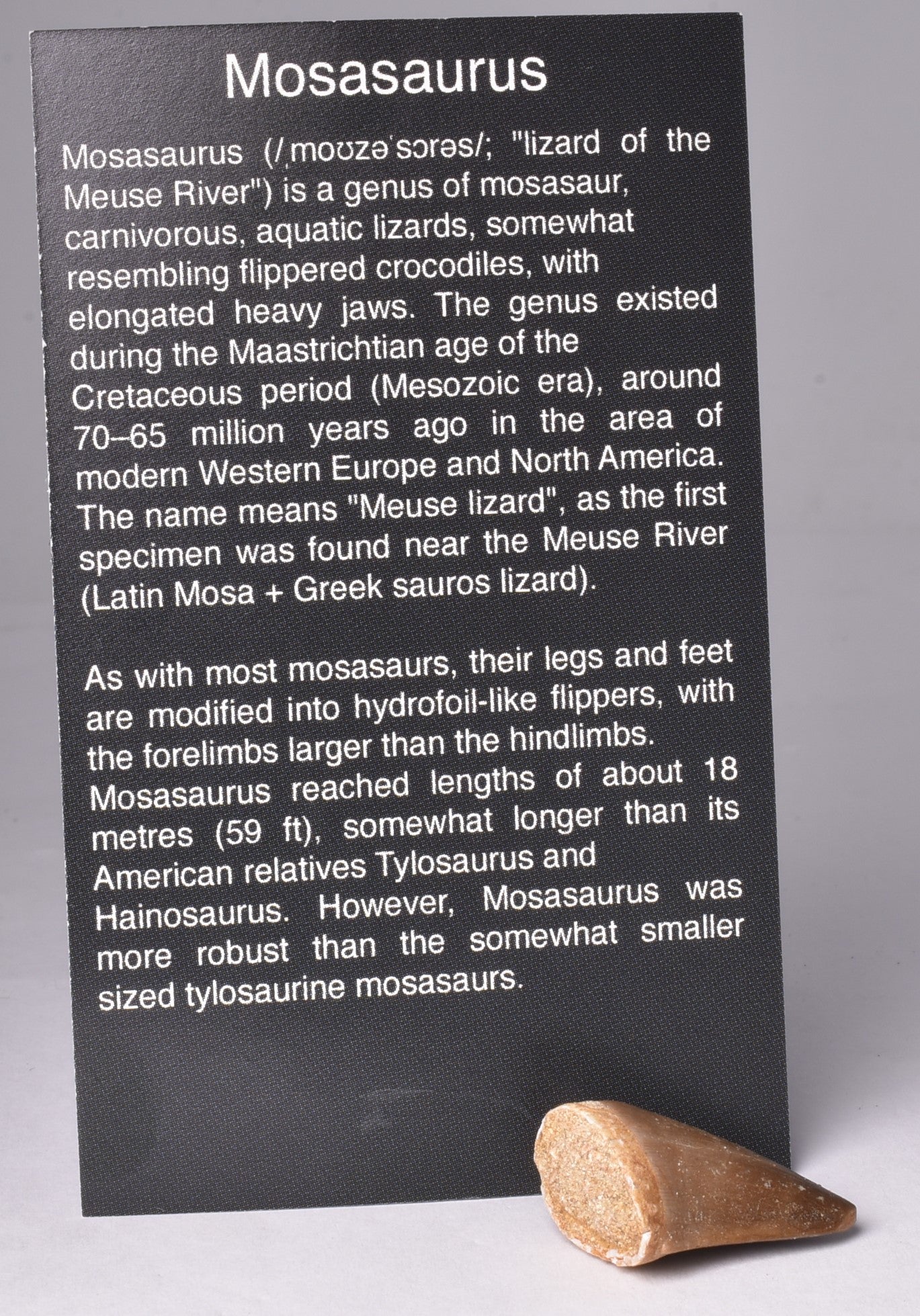 MOSASAURUS ANCEPS TOOTH FOSSIL, F471