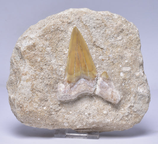 FOSSIL SHARK T00TH OTODUS OBLIQUS F1540