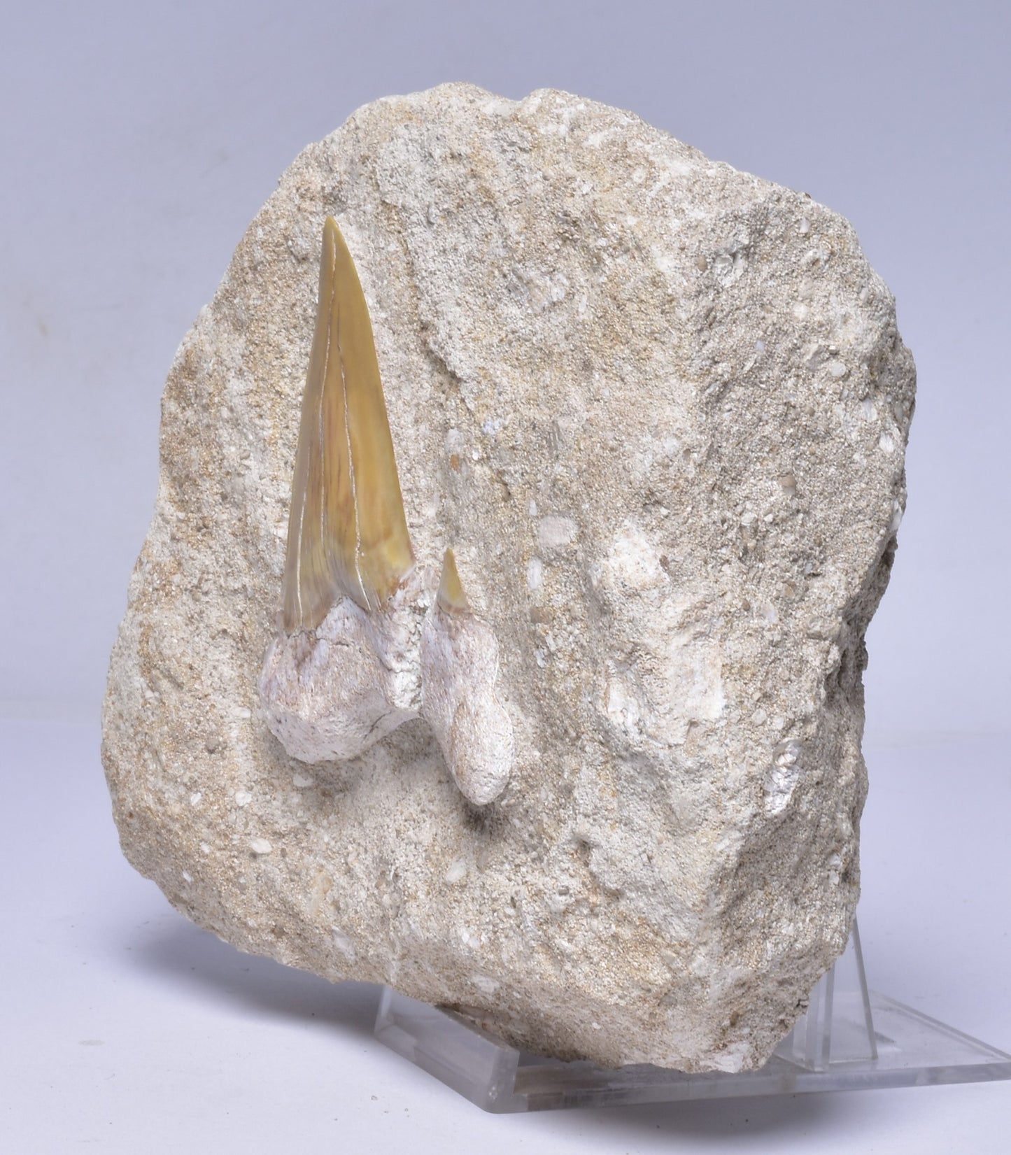 FOSSIL SHARK T00TH OTODUS OBLIQUS F1540