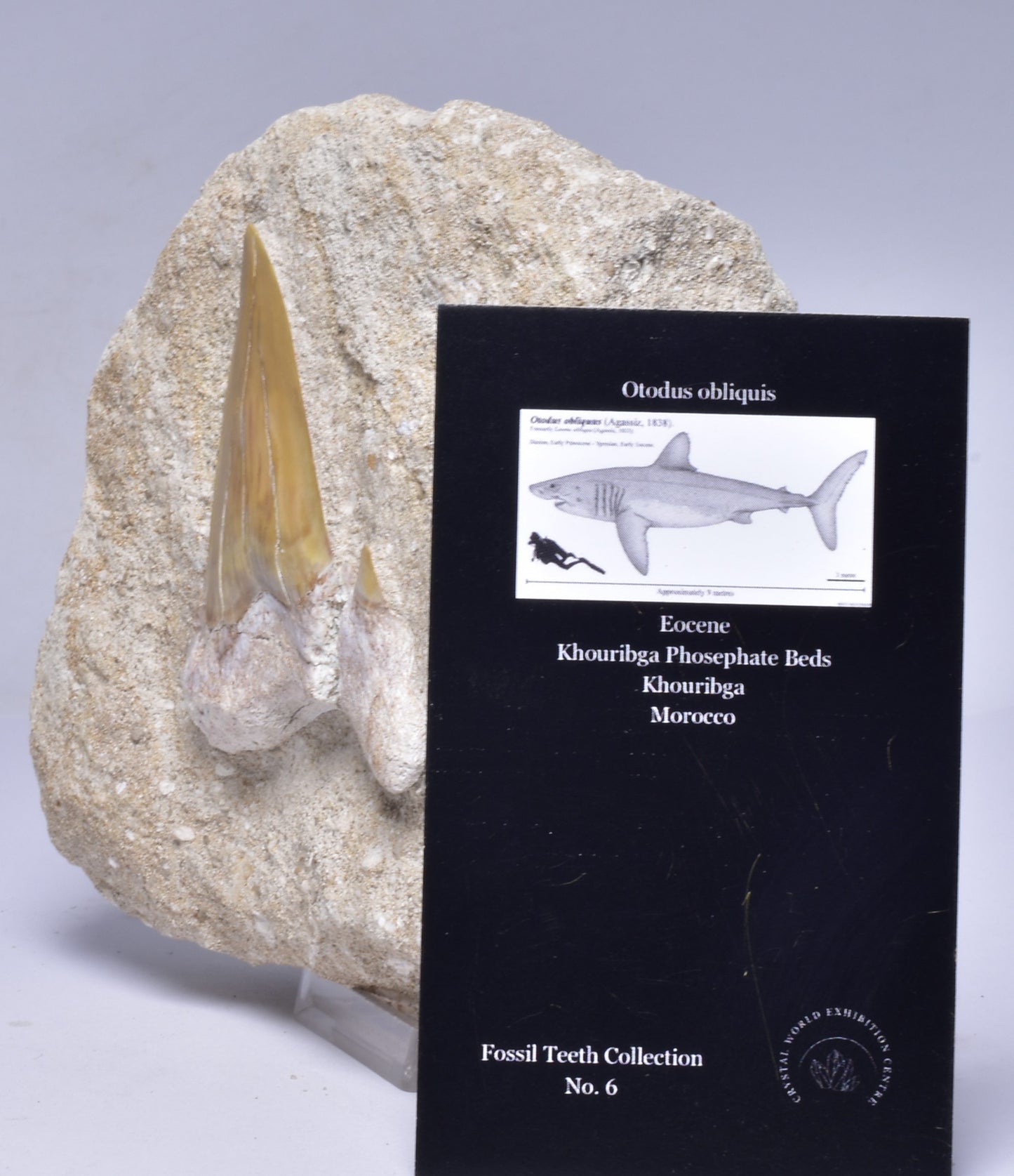 FOSSIL SHARK T00TH OTODUS OBLIQUS F1540