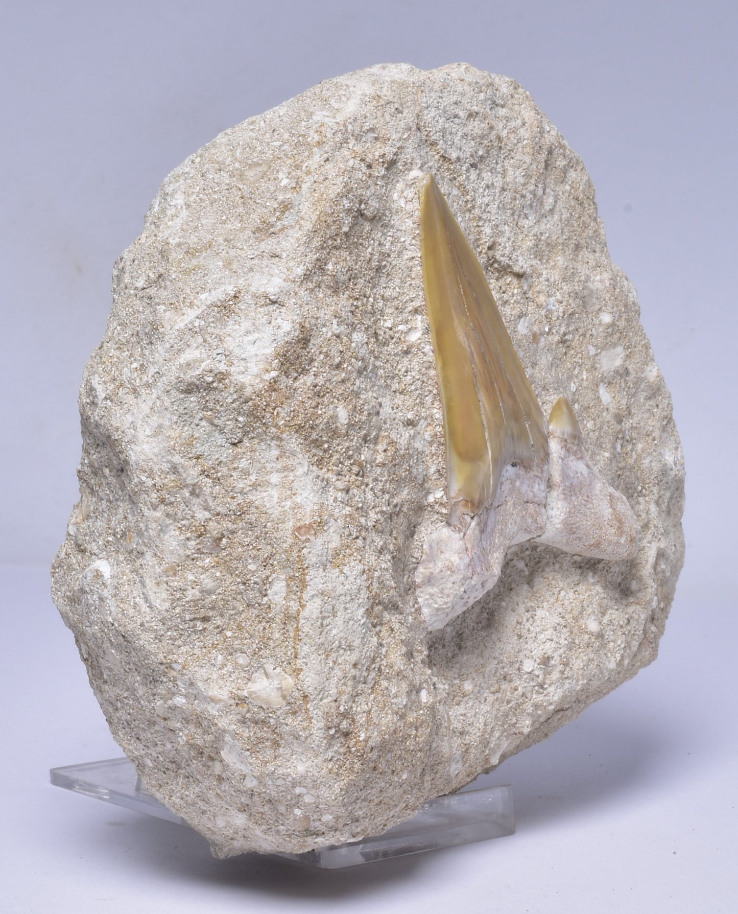 FOSSIL SHARK T00TH OTODUS OBLIQUS F1540