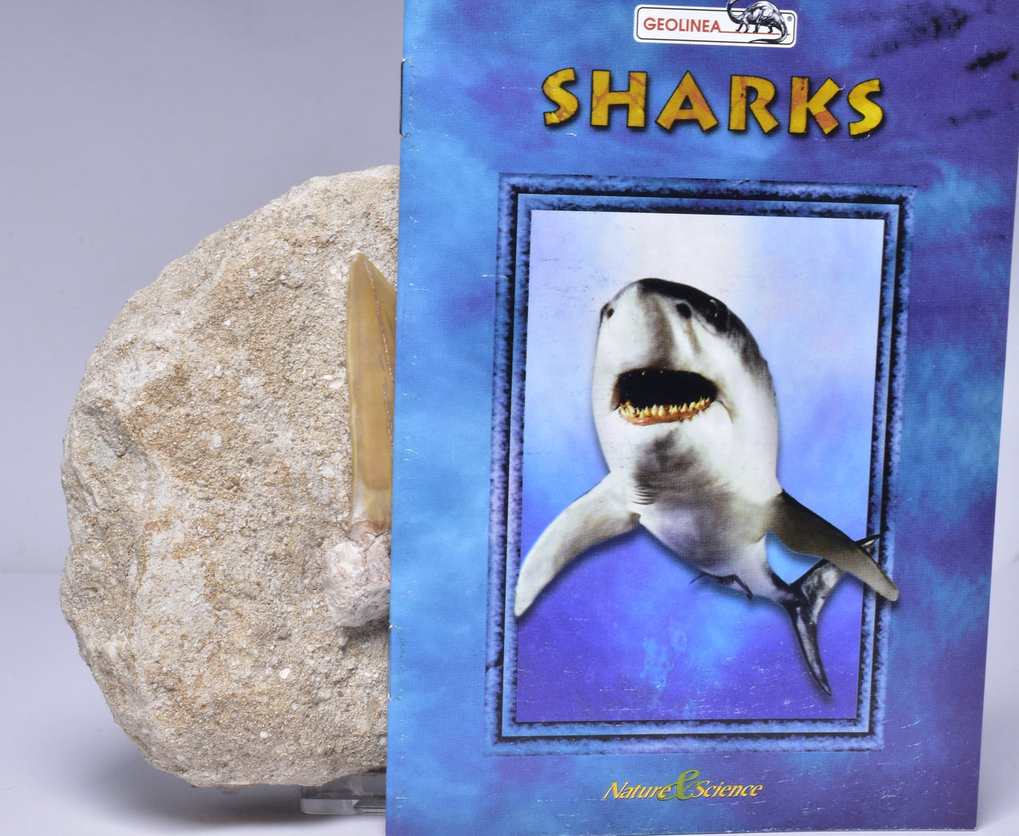 FOSSIL SHARK T00TH OTODUS OBLIQUS F1540