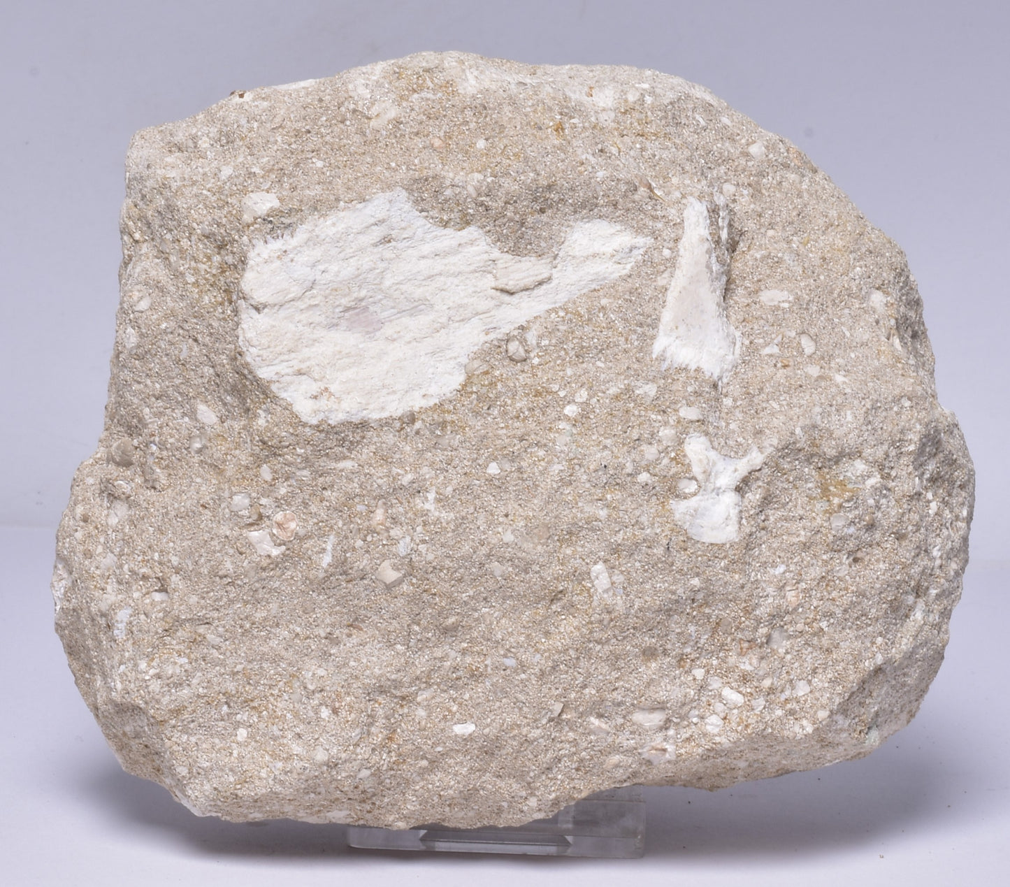 FOSSIL SHARK T00TH OTODUS OBLIQUS F1540