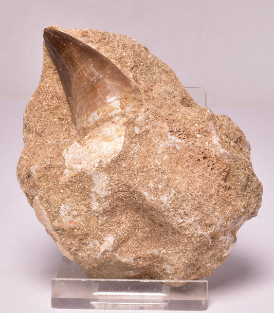 MOSASAURUS ANCEPS TOOTH FOSSIL, F1541