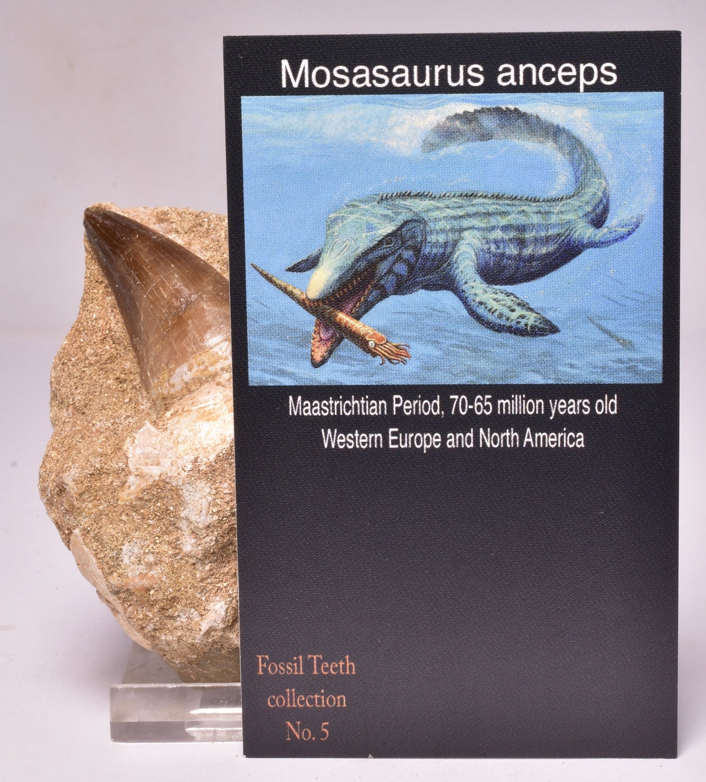 MOSASAURUS ANCEPS TOOTH FOSSIL, F1541