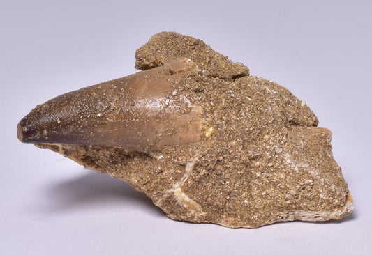 MOSASAURUS ANCEPS TOOTH FOSSIL, F1543