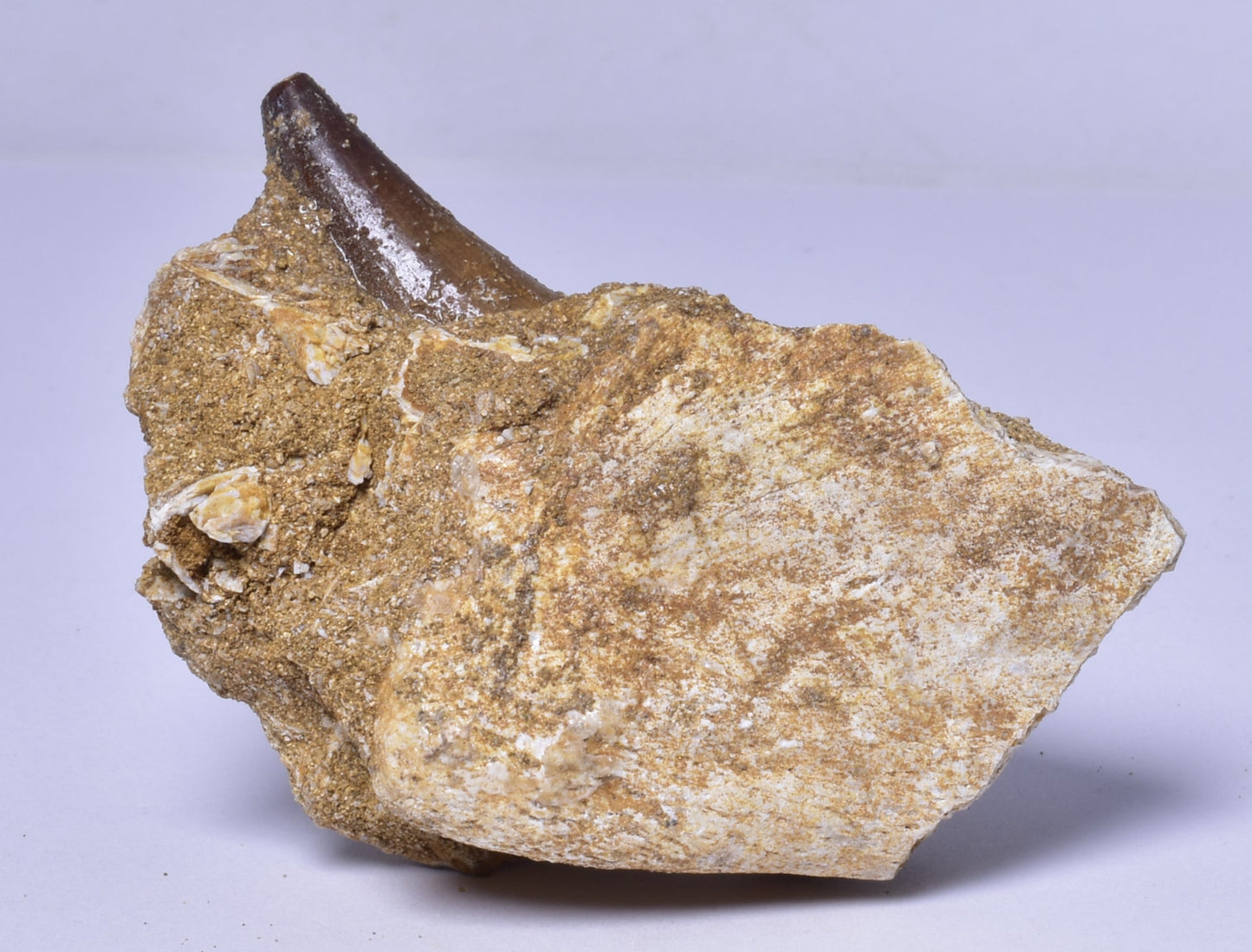MOSASAURUS ANCEPS TOOTH FOSSIL, F1543