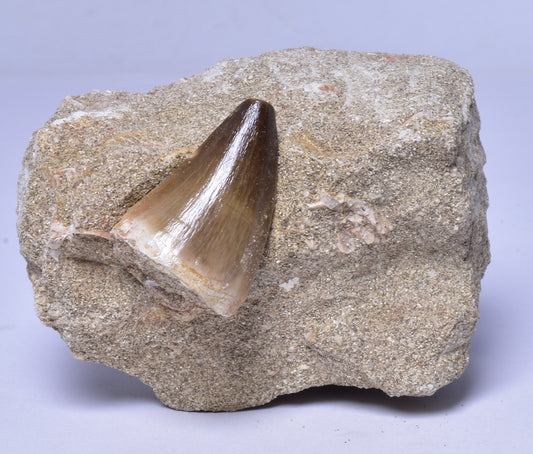 MOSASAURUS ANCEPS TOOTH FOSSIL, F1544