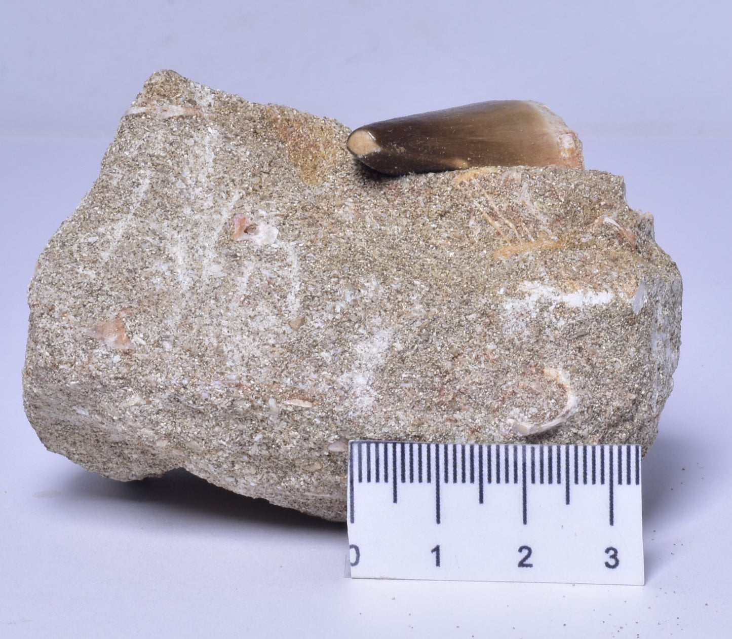 MOSASAURUS ANCEPS TOOTH FOSSIL, F1544