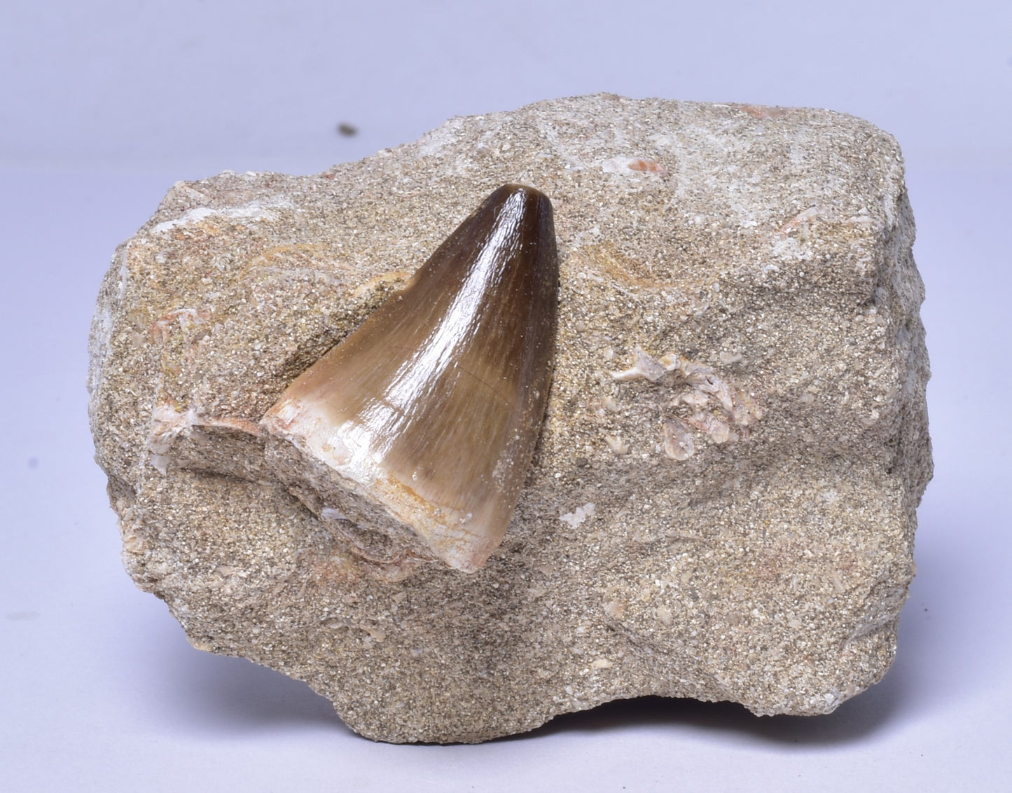 MOSASAURUS ANCEPS TOOTH FOSSIL, F1544