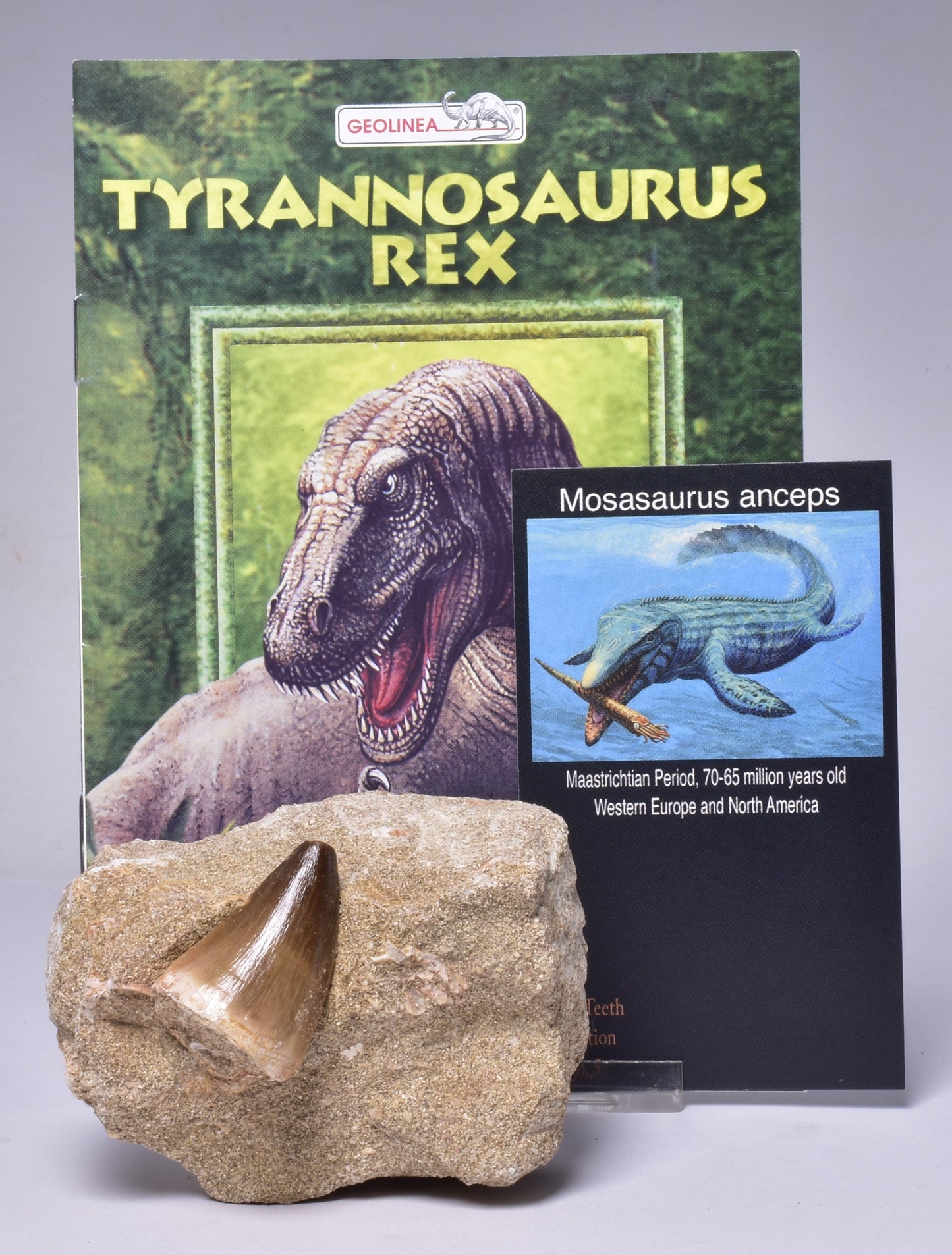 MOSASAURUS ANCEPS TOOTH FOSSIL, F1544