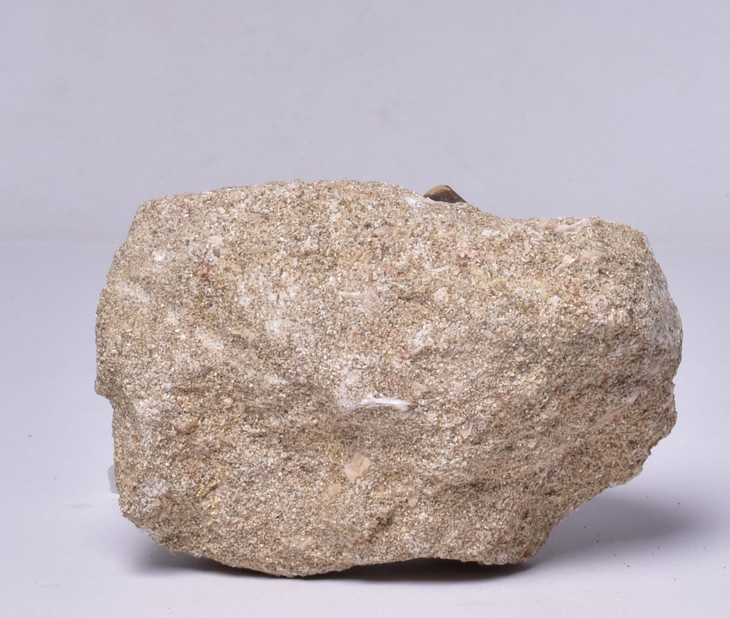 MOSASAURUS ANCEPS TOOTH FOSSIL, F1544