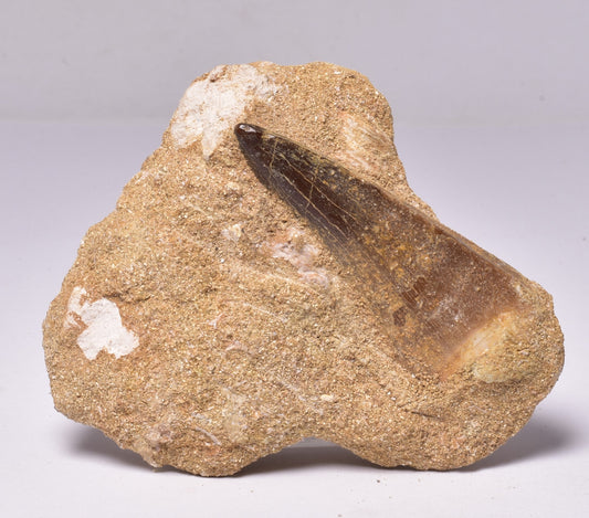 MOSASAURUS ANCEPS TOOTH FOSSIL, F1545