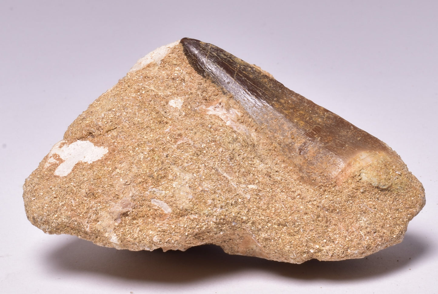 MOSASAURUS ANCEPS TOOTH FOSSIL, F1545