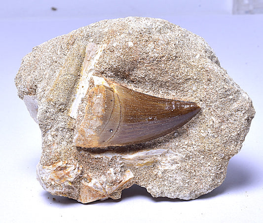 MOSASAURUS ANCEPS TOOTH FOSSIL, F1546