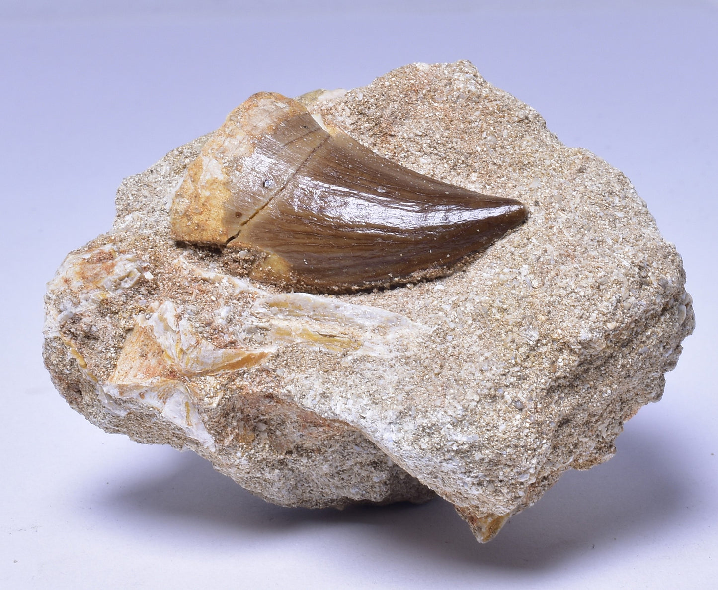 MOSASAURUS ANCEPS TOOTH FOSSIL, F1546