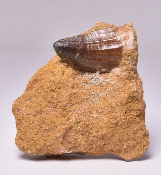 MOSASAURUS ANCEPS TOOTH FOSSIL, F1547