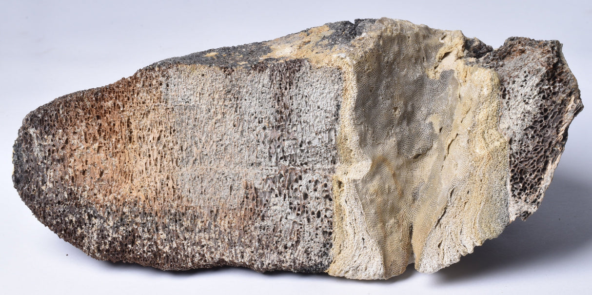 MAMMOTH BONE PLEISTOCENE, ICE AGE F1515