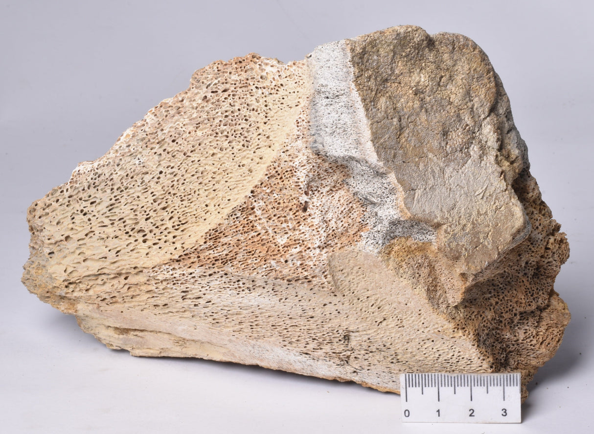 GENUINE MAMMOTH BONE PLEISTOCENE, ICE AGE F1555